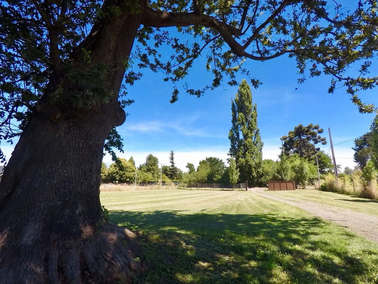 Tronco de un árbol grande y el pasto del jardín bajo un cielo despejado